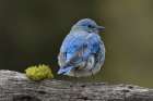 Mountain bluebird, Yellowstone National Park, Montana Art Print